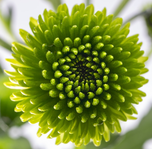 Gros plan d'une fleur de chrysanthème vert