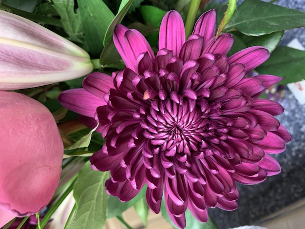 Photo gratuite gros plan d'une fleur de chrysanthème violet