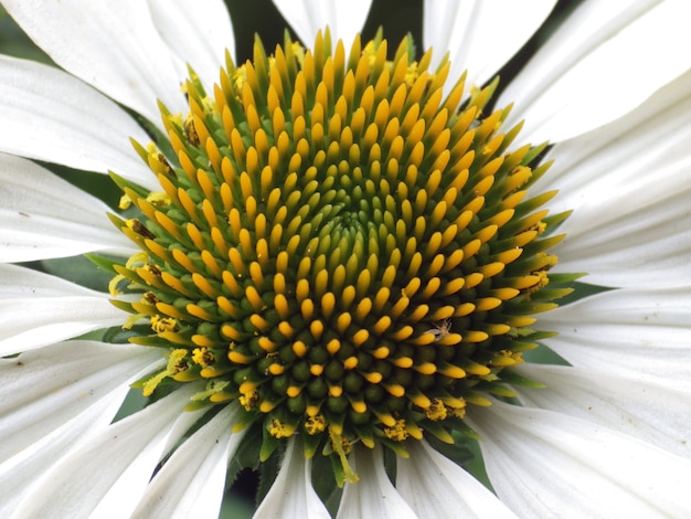 Photo gratuite gros plan de la fleur de chrysanthues blanches