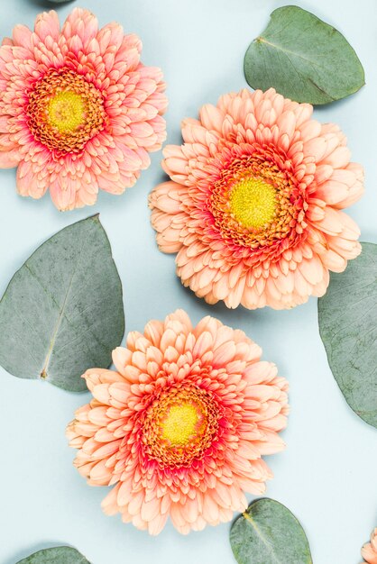 Gros plan, de, fleur gerbera, et, forme coeur, feuilles, sur, toile de fond bleu