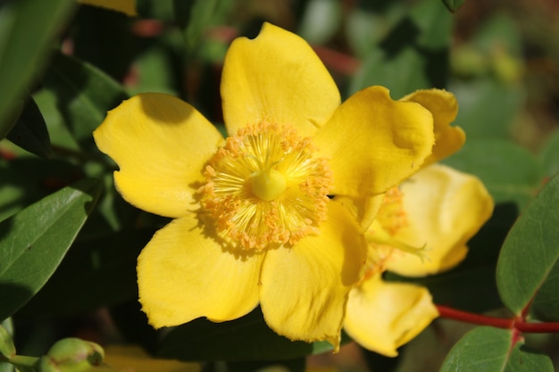 Gros plan d'une fleur d'hypericum avec un arrière-plan flou