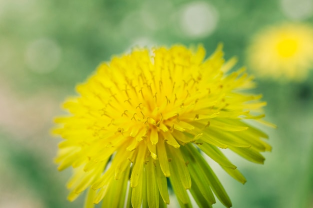 Gros plan, de, fleur jaune