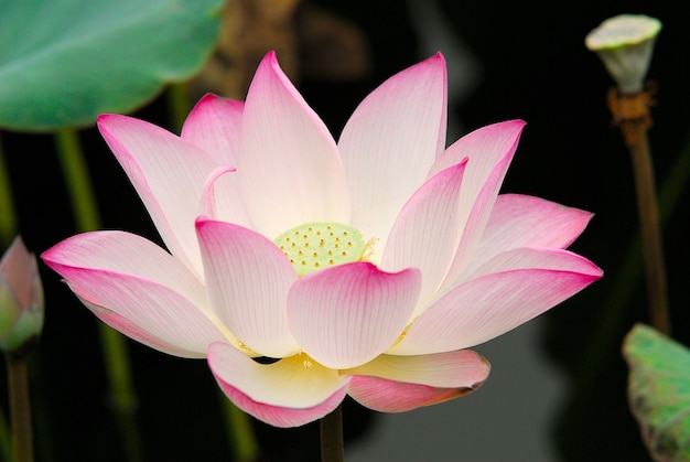 Gros plan d'une fleur de lotus
