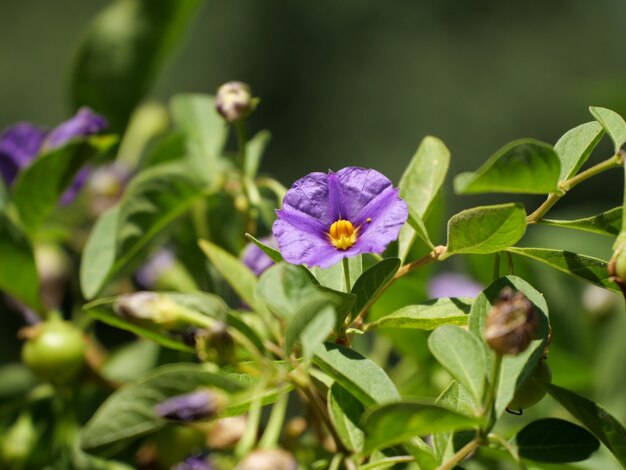 Gros plan d'une fleur de pomme kangourou de Tasmanie violet en fleurs