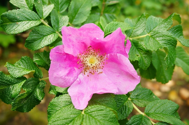Gros plan d'une fleur rose Nutkana en fleurs