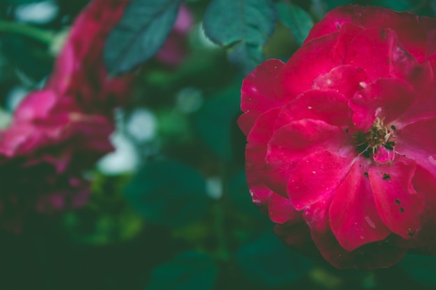 Gros plan de la fleur rouge