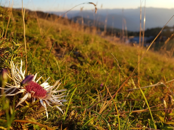 Photo gratuit gros plan d'une fleur sur le terrain pendant le coucher du soleil