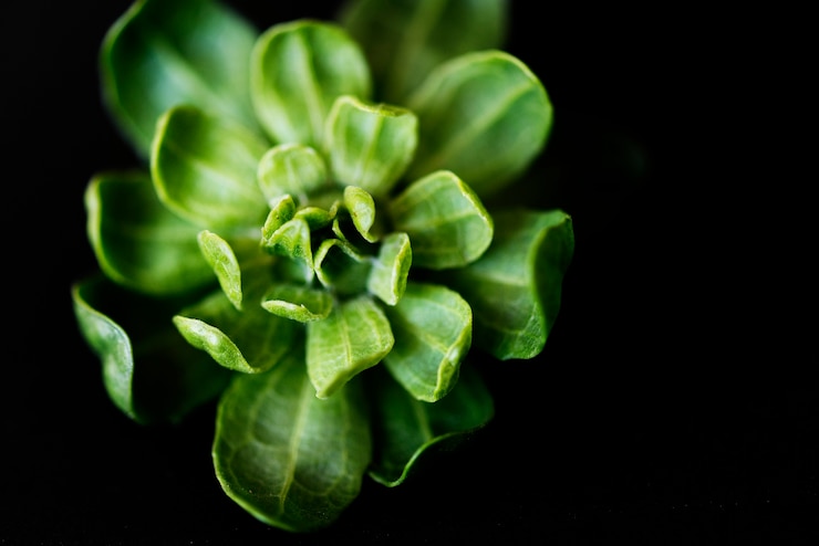 Photo gratuit gros plan de fleur verte