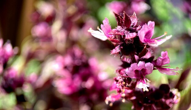 Un gros plan d'une fleur violette