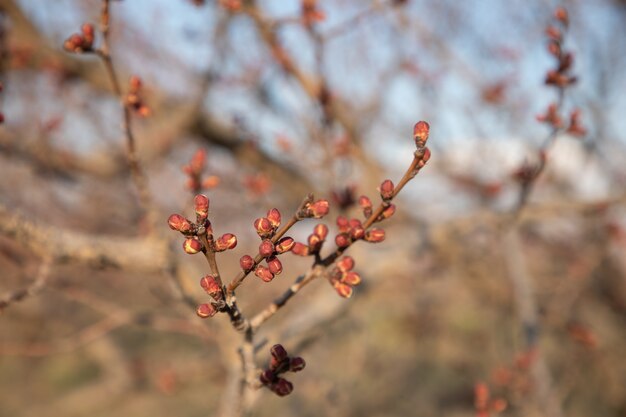 Gros plan, fleurir, branche