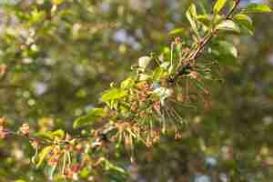 Photo gratuite gros plan, fleurs, arbre, branche