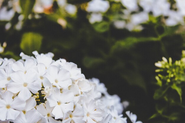 Gros plan de fleurs blanches