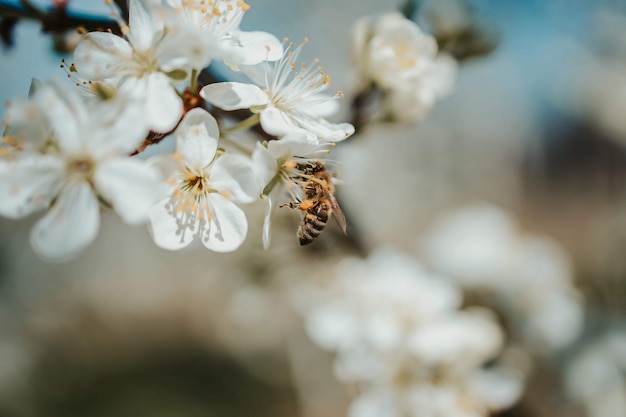 Gros plan de fleurs de cerisier sur les branches d'arbres