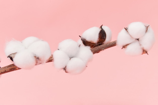 Gros plan de fleurs de coton sur sa branche isolée sur mur rose