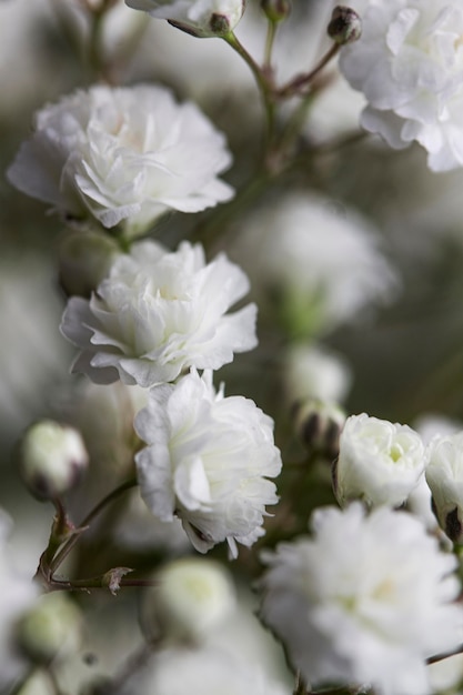 Gros plan de fleurs douces blanches