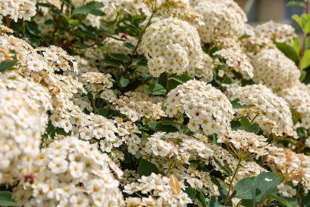 Gros plan de fleurs d'hortensia blanc en fleurs