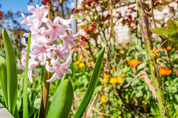 Gros plan de fleurs de jacinthe beautidul