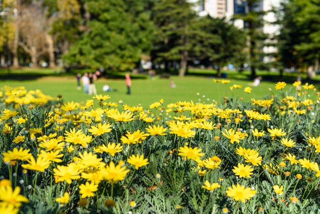 Gros plan de fleurs jaunes (Euryops pectinatus)