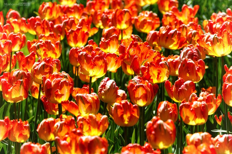 Photo gratuit gros plan de fleurs jaunes et rouges avec un flou pendant la journée