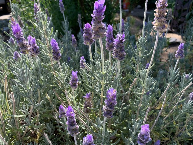 Gros plan de fleurs de lavande pourpre dans un parc