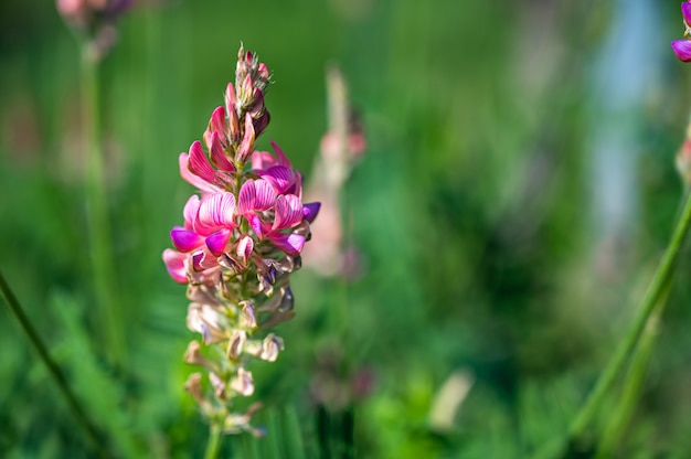 Gros plan de fleurs de lavande rose dans un champ avec un arrière-plan flou