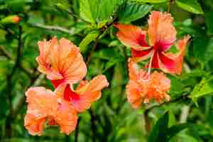 Photo gratuite gros plan de fleurs orange en fleurs avec de la verdure