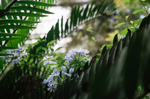 Photo gratuite gros plan, de, fleurs pourpres, sur, arbre