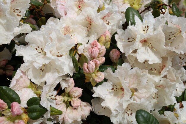 Gros plan de fleurs de rhododendron blanc