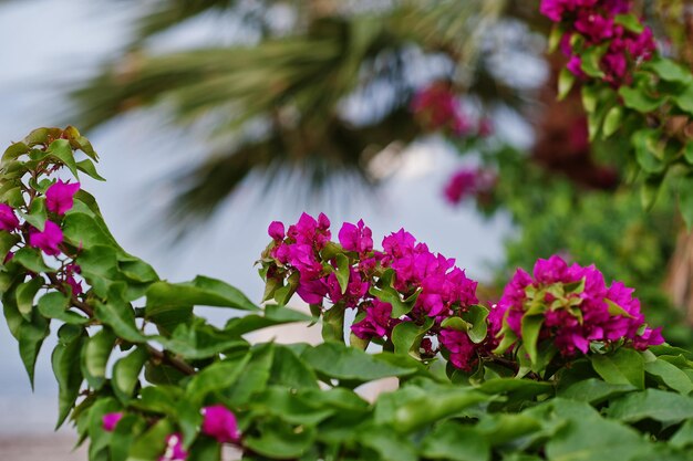 Gros plan sur des fleurs violettes de bougainvilliers en Turquie