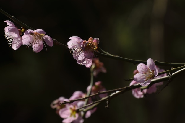 Gros plan de fleurs violettes sur la branche d'arbre