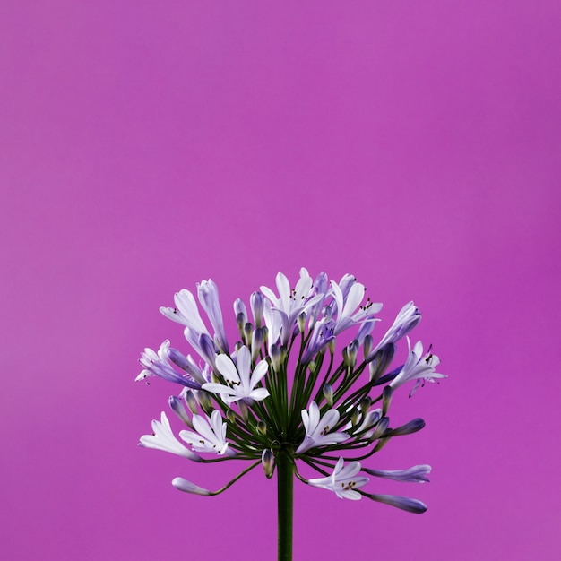 Photo gratuite gros plan de fleurs violettes