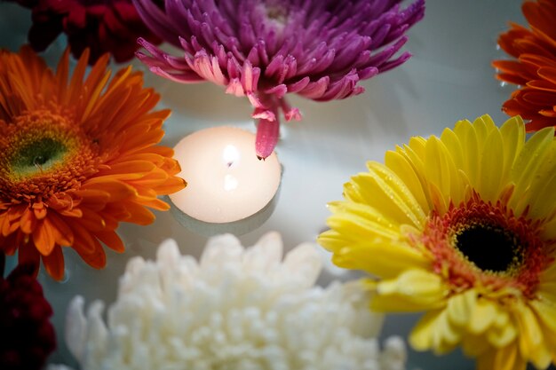 Gros plan de fond coloré de gerbera