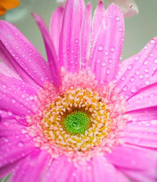 Gros plan de fond coloré de gerbera