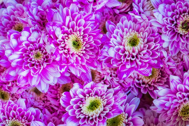 Gros plan de fond texturé de chrysanthèmes