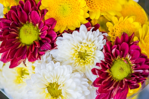 Gros plan de fond texturé de chrysanthèmes