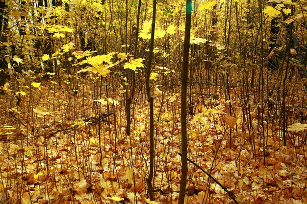 Gros plan d'une forêt avec des arbres nus et les feuilles d'automne jaunes sur le terrain