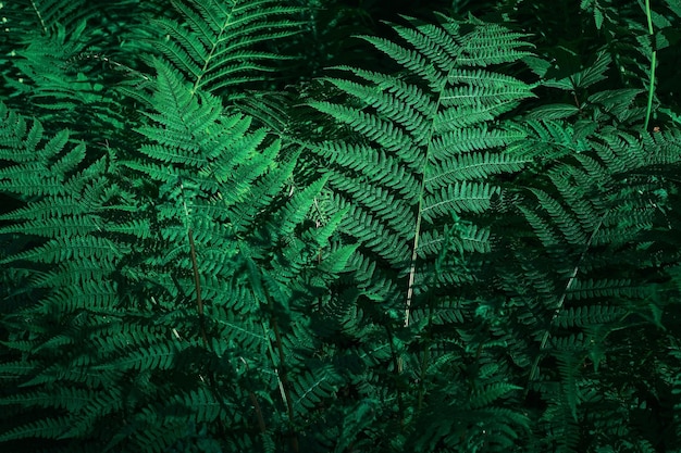 Gros plan de fougères vertes dans un jardin botanique fond naturel parfait à partir de feuilles de fougère espace de copie pour le texte Arrière-plan ou idée de fond d'écran pour la présentation de produits écologiques ou la composition numérique