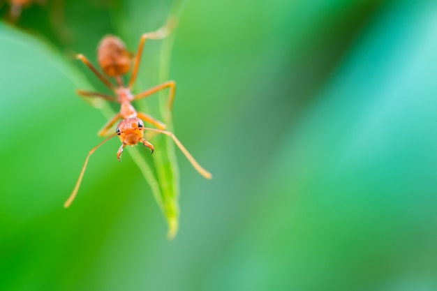Gros plan les fourmis rouges construisent leurs nids sur des feuilles vertes.