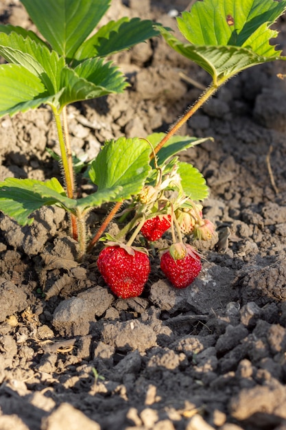 Gros plan de fraises biologiques prêtes à être récoltées