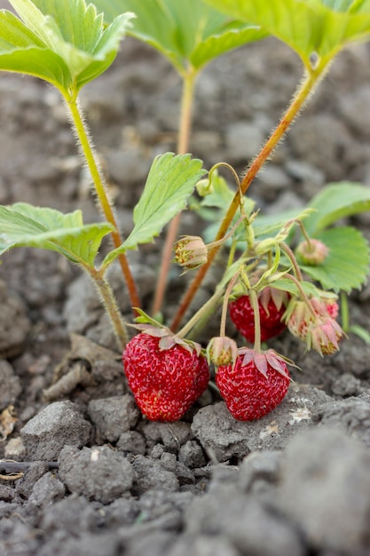 Gros plan de fraises sucrées prêtes à être récoltées