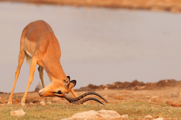 Gros plan d'une gazelle avec sa tête au sol à côté d'une large rivière en Namibie