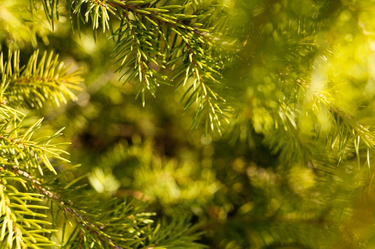 Photo gratuit gros plan sur gazon naturel