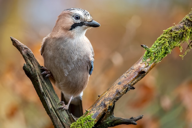 Gros plan d'un geai eurasien assis sur une branche