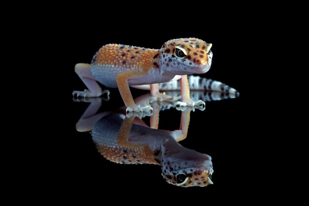 Gros plan de gecko léopard en réflexion sur fond noir Gros plan de gecko léopard sur fond noir gros plan animal