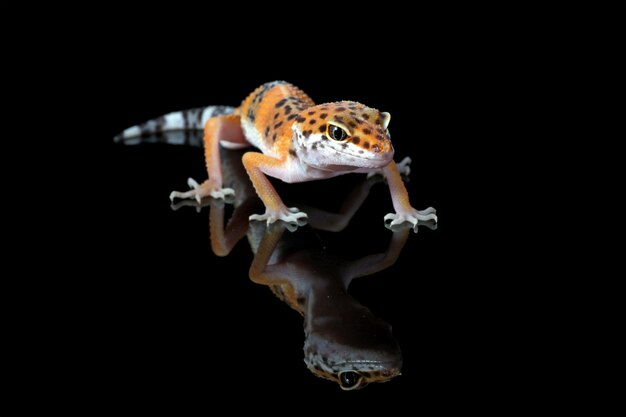 Gros plan gecko léopard en réflexion sur fond noir