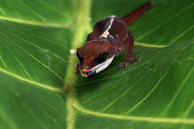 Photo gratuite gros plan de gecko oeil de chat bébé gecko oeil de chat gros plan feuilles vertes