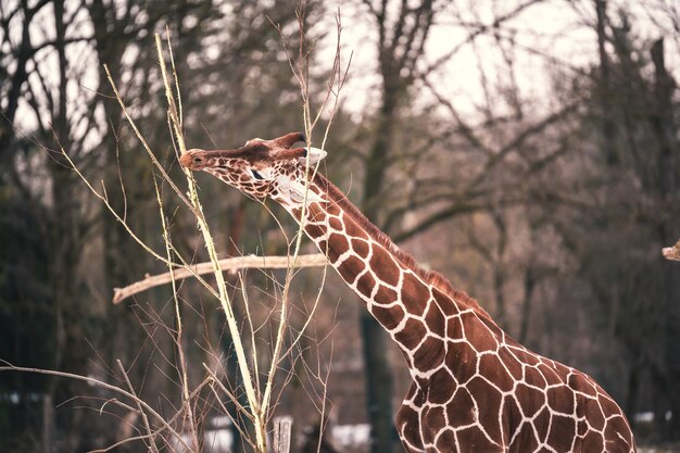 Gros plan d'une girafe avec un beau modèle de pelage brun mangeant les dernières feuilles d'un jeune arbre