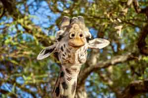Photo gratuite gros plan d'une girafe mignonne devant les arbres avec des feuilles vertes
