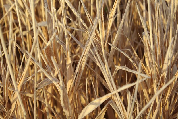 Gros plan de givre couvert d'herbe ornementale flétrie sous la lumière du soleil