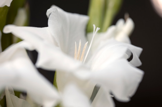 Gros plan sur le glaïeul dans la nature